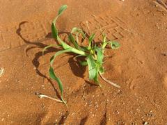 Stipagrostis fastigiata