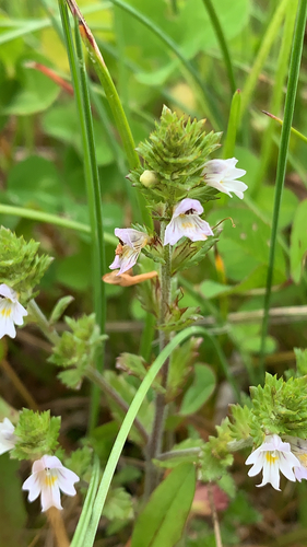 očianka tuhá (Euphrasia stricta)