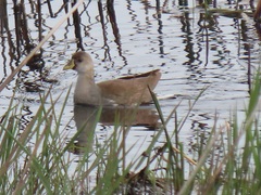 Paragallinula angulata