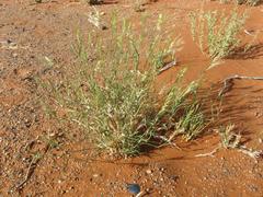 Stipagrostis fastigiata