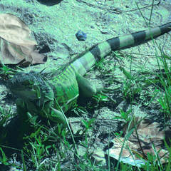 Iguana iguana