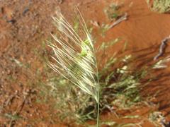 Stipagrostis fastigiata