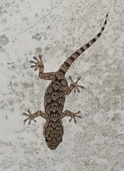 Tarentola mauritanica