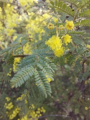 Acacia pubescens
