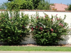 Bougainvillea spectabilis