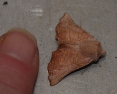 Drepanogynis ennomaria