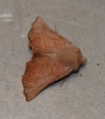 Drepanogynis ennomaria