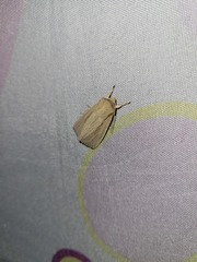 Mythimna pallens