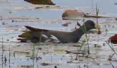 Paragallinula angulata