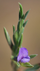 Psoralea alata