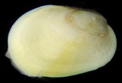 Musculus