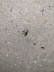 Parapoynx stratiotata