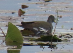 Paragallinula angulata