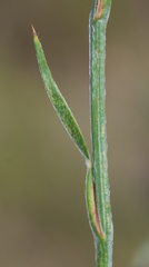 Psoralea alata