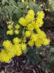 Acacia pubescens
