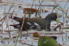 Paragallinula angulata