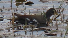 Paragallinula angulata