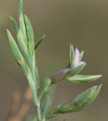 Psoralea alata