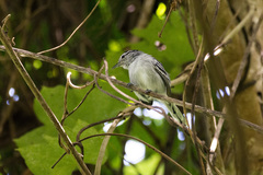 Herpsilochmus atricapillus