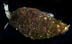 Buccinidae
