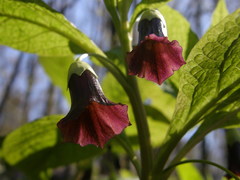 Scopolia caucasica