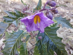 Solanum cinereum
