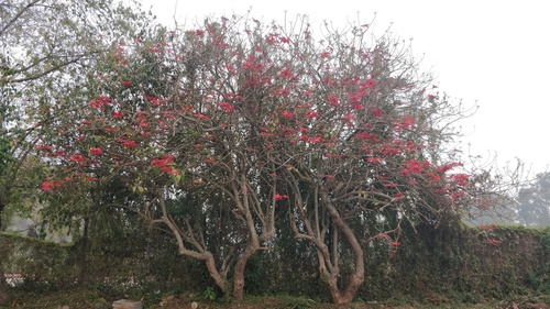 Euphorbia pulcherrima