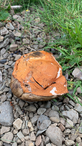 Opekasti djed (Leccinum versipelle)