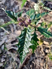 Solanum cinereum