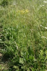 Caucasalia parviflora