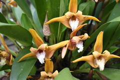 Maxillaria striata