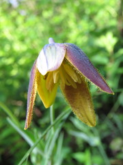 Calochortus purpureus