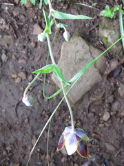 Calochortus purpureus