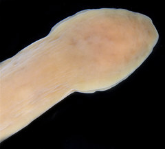 Cerebratulus