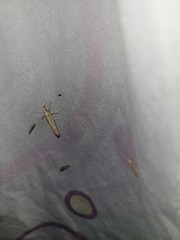 Agriphila aeneociliella