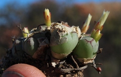 Conophytum ficiforme