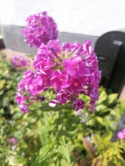Phlox paniculata