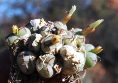 Conophytum ficiforme