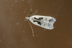 Dichomeris bilobella