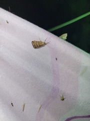 Loxostege sticticalis