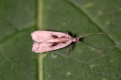Dichomeris bilobella