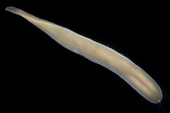 Cerebratulus