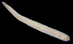 Cerebratulus