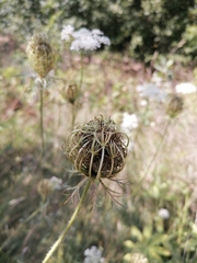 Daucus carota