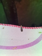 Nothris lemniscellus