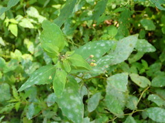 Podosphaera balsaminae