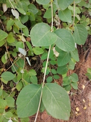 Lonicera caprifolium