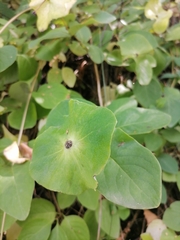 Lonicera caprifolium