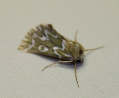 Drepanogynis bifasciata