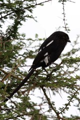 Lanius melanoleucus